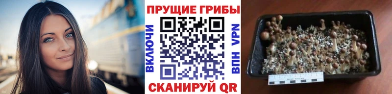 Купить где  Порхов  Псилоцибиновые грибы ЛСД 